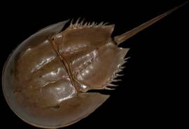 Article image: ei animal001