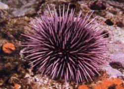 Article image: ei animal002