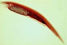 Article image: ei animal004
