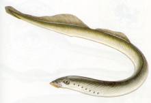 Article image: ei animal005