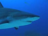 Article image: ei animal006